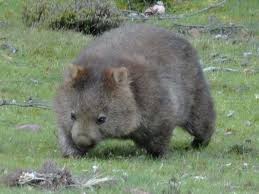 Wombat auf Futtersuche