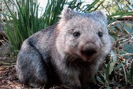 Wombat in natürlicher Umgebung